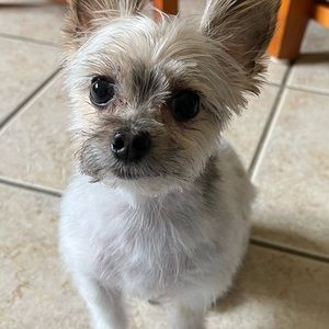 Meet your Posher, Shawn